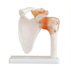 Natural size shoulder joint model